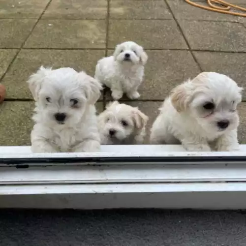 Maltese Dog For Sale in Wembley Park, Greater London, England