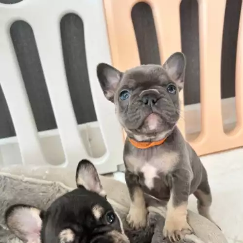 French Bulldog Dog For Sale in Wigan, Greater Manchester, England