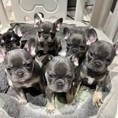 French Bulldog Dog For Sale in Wigan, Greater Manchester, England