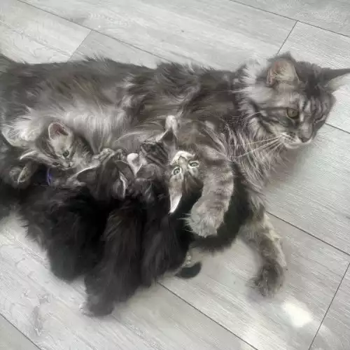 Maine Coon Cat For Sale in Sheffield, South Yorkshire, England