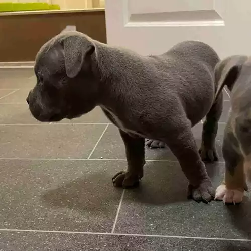 American Bully Dog For Sale in Sale, Greater Manchester
