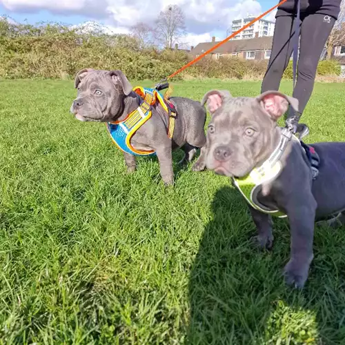 American Bully Dog For Sale in Sale, Greater Manchester