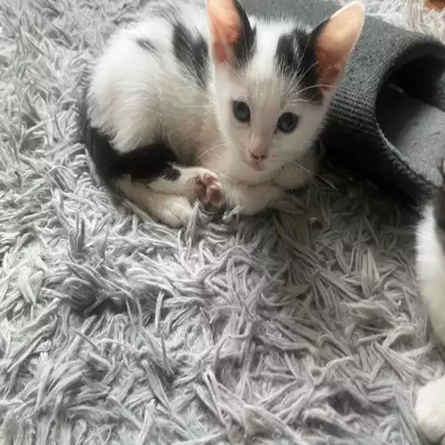 Domestic Shorthair Cat For Sale in Hounslow Heath, Greater London