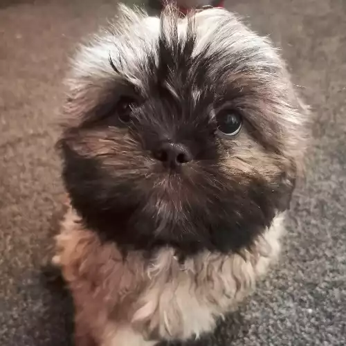 Shih Tzu Dog For Sale in Bolton, Greater Manchester, England
