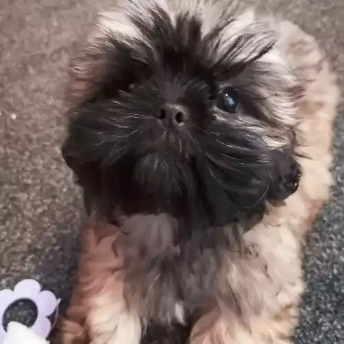 Shih Tzu Dog For Sale in Bolton, Greater Manchester, England