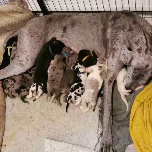 Great Dane Dog For Sale in Worthing, West Sussex
