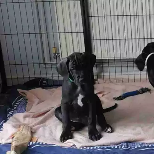 Great Dane Dog For Sale in Worthing, West Sussex