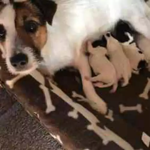 Jack Russell Dog For Sale in Havering-atte-Bower, Greater London
