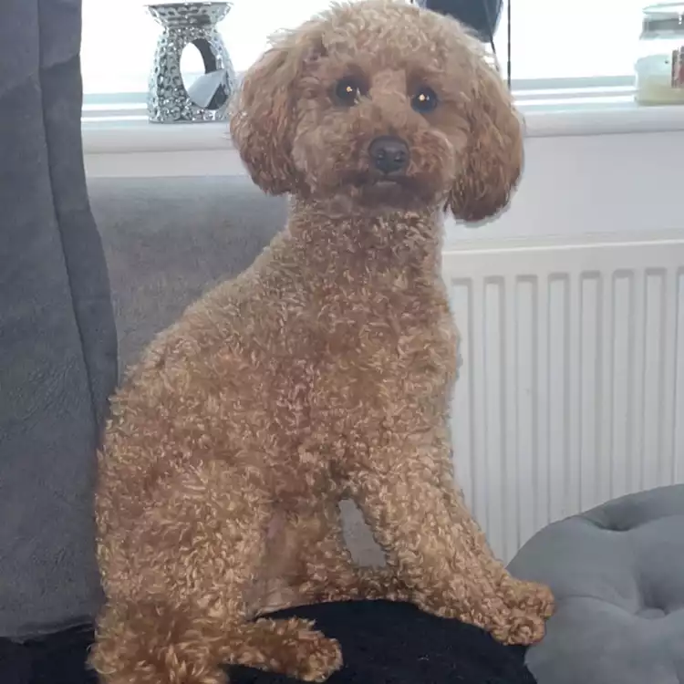 Toy Poodle Dog For Stud In Newcastle