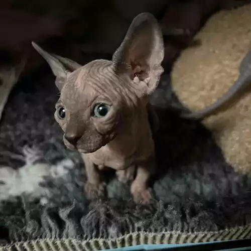 Sphynx Cat For Sale in Crawley Down, West Sussex