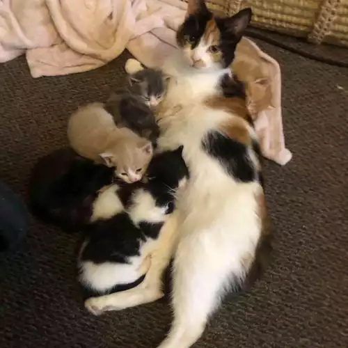 Domestic Longhair Cat For Sale in Batley Carr, West Yorkshire