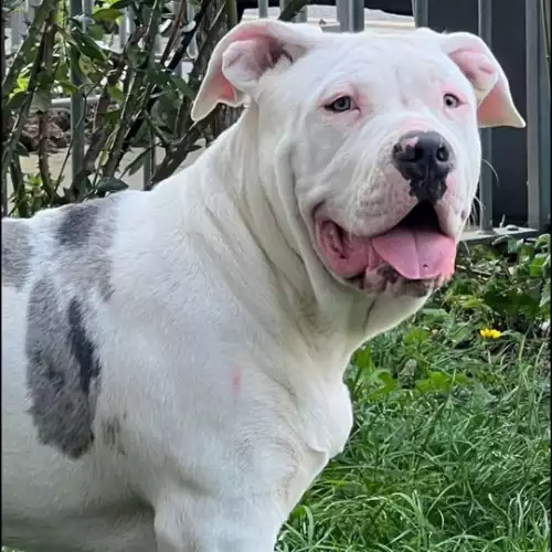 American Bully Dog For Adoption in London, Greater London, England