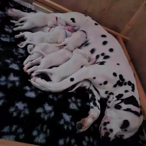 Dalmatian Dog For Sale in Cirencester, Gloucestershire