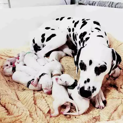 Dalmatian Dog For Sale in Blairgowrie and Rattray, Perth and Kinross