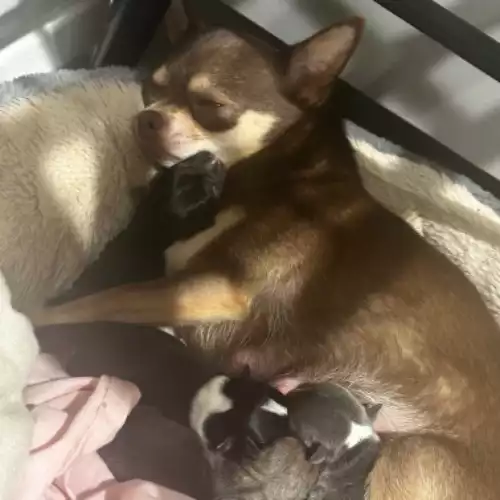 Chihuahua Dog For Sale in Grimsby, Lincolnshire, England