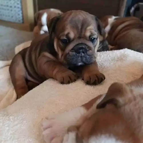 English Bulldog Dog For Sale in Hightown, West Yorkshire