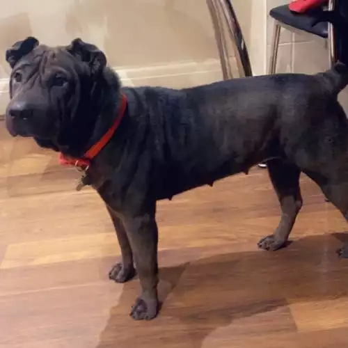 Shar Pei Dog For Adoption in Oxford, Oxfordshire, England