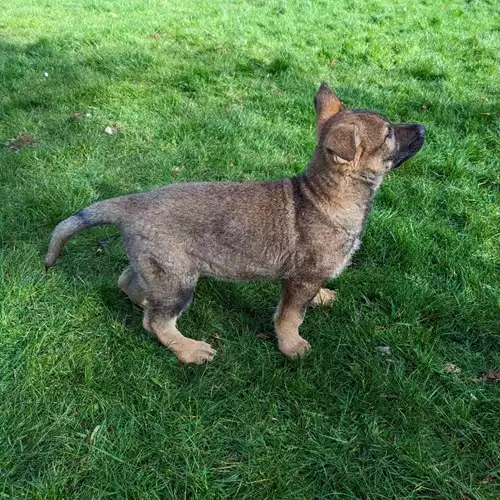 German Shepherd Dog For Sale in Scunthorpe, Lincolnshire