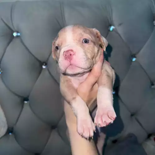 American Bully Dog For Sale in Liverpool, Merseyside