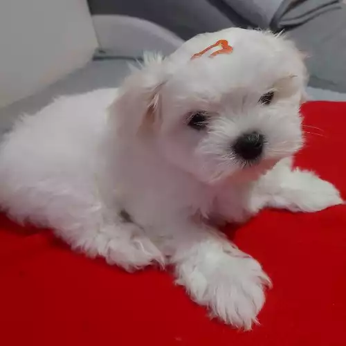 Maltese Dog For Sale in Doncaster, South Yorkshire, England
