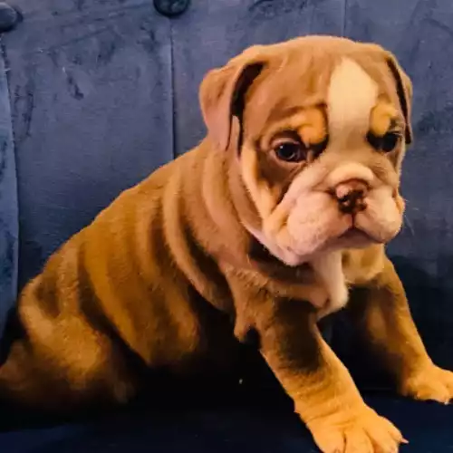 English Bulldog Dog For Sale in Brighton and Hove, East Sussex, England