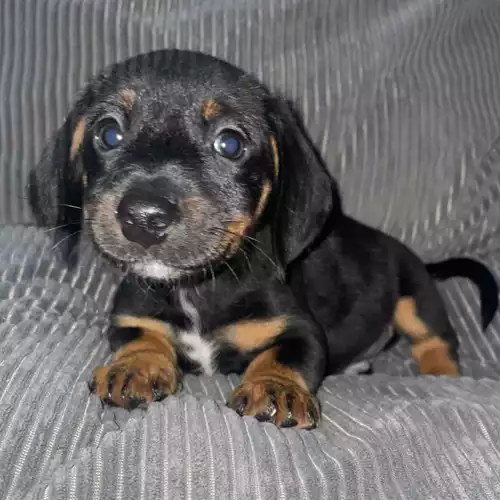 Dachshund Dog For Sale in Grays, Essex, England