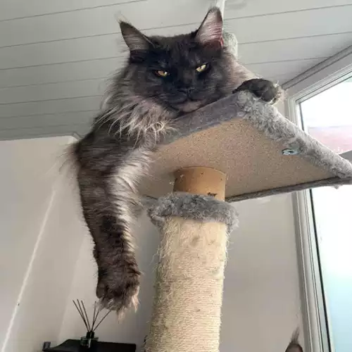 Maine Coon Cat For Stud in Bolton, Greater Manchester