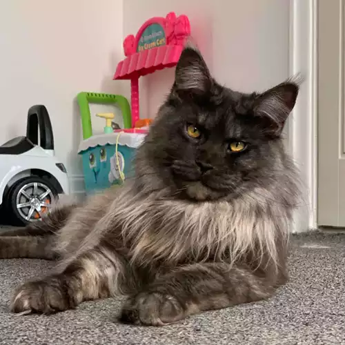 Maine Coon Cat For Stud in Bolton, Greater Manchester