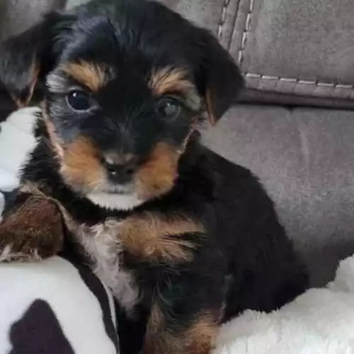 Yorkshire Terrier Dog For Sale in Gloucester, Gloucestershire