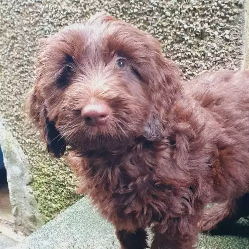 Cockapoo Dog For Sale in Dunfermline, Fife, Scotland