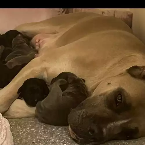 Cane Corso Dog For Sale in Walsall, West Midlands, England