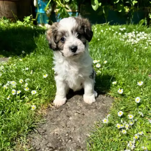 Cavapoo Dog For Sale in Alyth, Perth and Kinross, Scotland