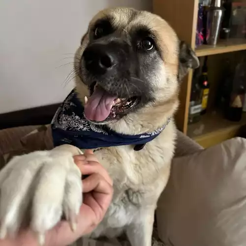 Akita Dog For Adoption in Maidenhead, Berkshire, England