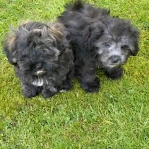 Toy Poodle Dog For Sale in Blaenffos, Dyfed, Wales