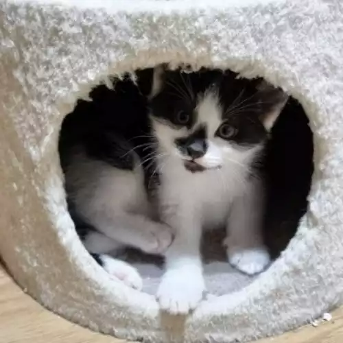Domestic Shorthair Cat For Sale in Northampton, Northamptonshire, England