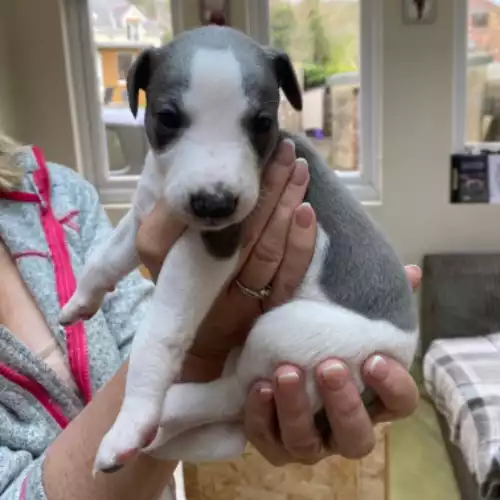 Whippet Dog For Sale in Goodwick / Wdig, Dyfed, Wales
