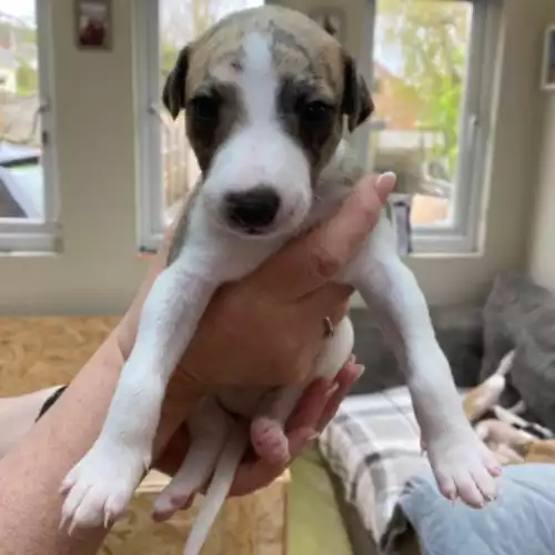 Whippet Dog For Sale in Goodwick / Wdig, Dyfed, Wales