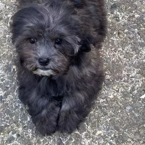 Poochon Dog For Sale in Blaenffos, Dyfed, Wales