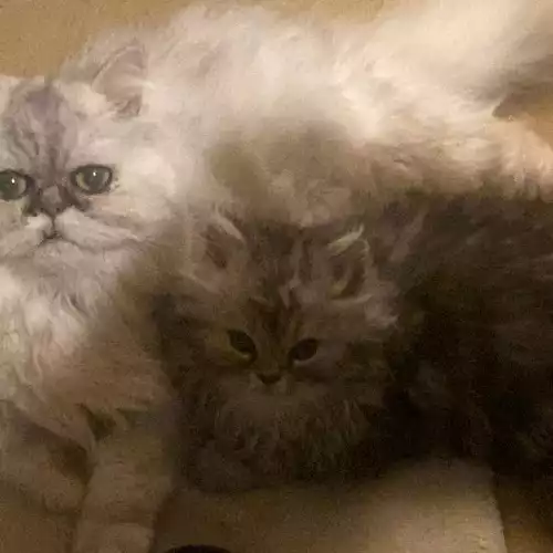 Persian Cat For Sale in Folkestone, Kent, England