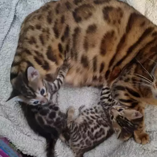 Bengal Cat For Sale in Mayfair, Greater London, England