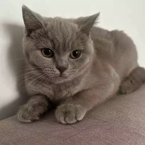 British Shorthair Cat For Sale in Preston, Lancashire