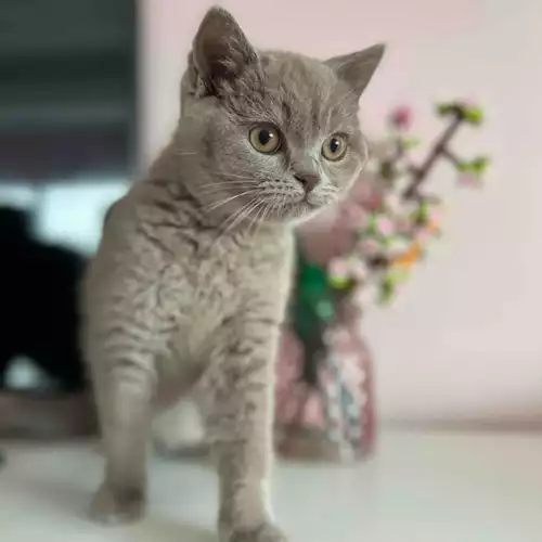 British Shorthair Cat For Sale in Preston, Lancashire