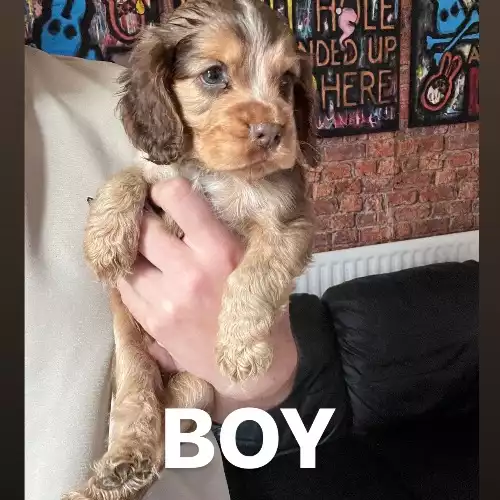 Cocker Spaniel Dog For Sale in Stoke-on-Trent, Staffordshire, England