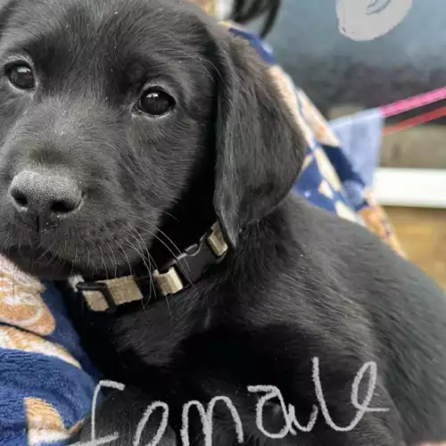 Labrador Retriever Dog For Sale in Oldham, Greater Manchester