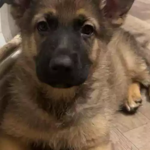 German Shepherd Dog For Sale in Hyde, Greater Manchester