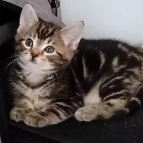 Domestic Shorthair Cat For Sale in Portsmouth, Hampshire, England