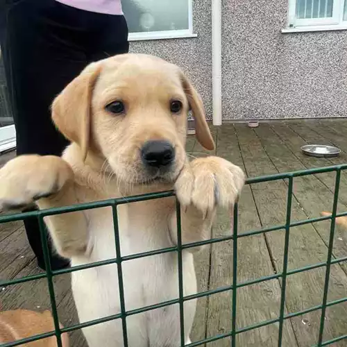 Labrador Retriever Dog For Sale in Menai Bridge / Porthaethwy, Gwynedd