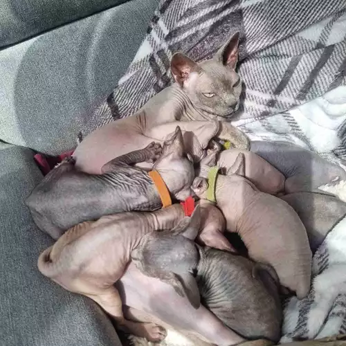 Sphynx Cat For Sale in Southampton, Hampshire