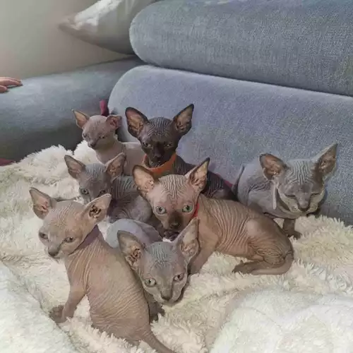 Sphynx Cat For Sale in Southampton, Hampshire