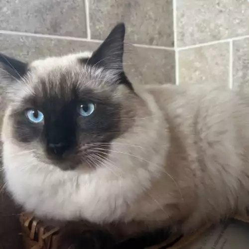 Ragdoll Cat For Adoption in Manchester, Greater Manchester